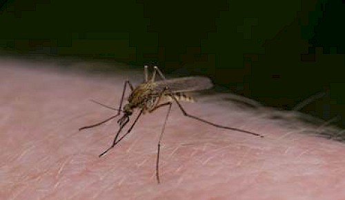 Aedes rusticus Brian Eversham (Wikipedia)