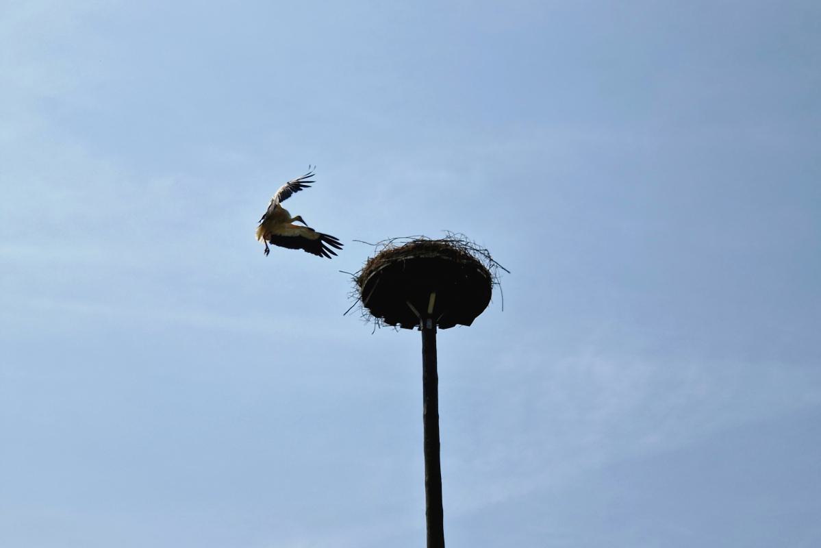 Drei Jungstörche auf der Weißenseeweide wurden beringt.<br>Der Altvogel kommt
zurück
