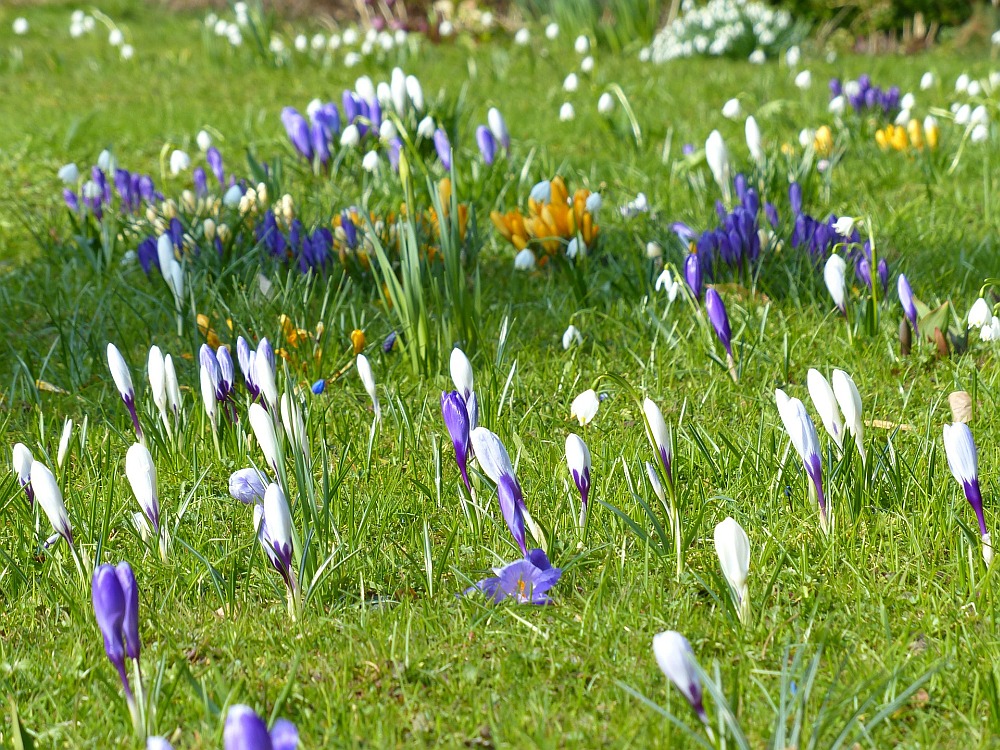 Pflanzt man Wildkrokusse auf Rasenflächen und setzt mit dem Mähen ein paar Mal aus, so entstehen jedes Frühjahr und jeden Herbst blau-violette Blumenteppiche