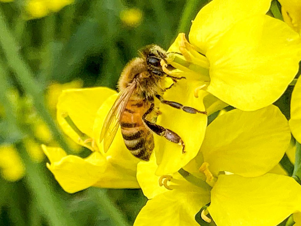 Bienen beim Nektar sammeln im Rapsfeld Fotos: Nina Schiel