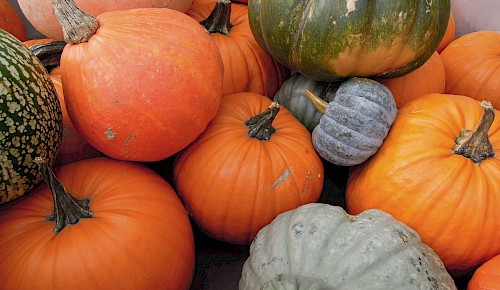 Herbst ist Kürbiszeit