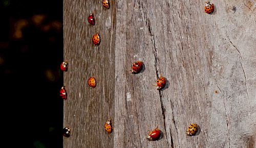 Dutzende Marienkäfer haben sich in der warmen Herbstsonne auf einem Holzpfosten versammelt.