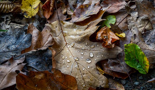 Das Herbstlaub bietet einen hervorragenden Winterschutz für empfindliche Planzen. Die Blätter zersetzen sich und reichern den Boden mit Humus an.
