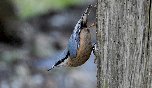 Ein Kleiber klettert auf der Suche nach Insekten mit dem Kopf nach unten einen Baumstamm hinunter.