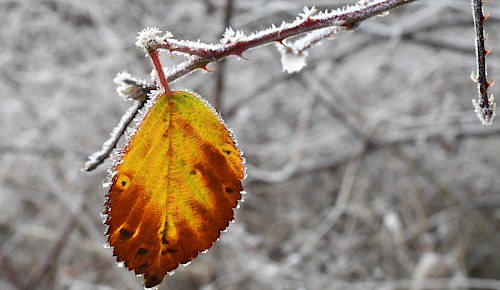 Der Raureif hat über Nacht das bunte Herbstlaub verzaubert