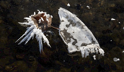 Bizarre Strukturen des Winters