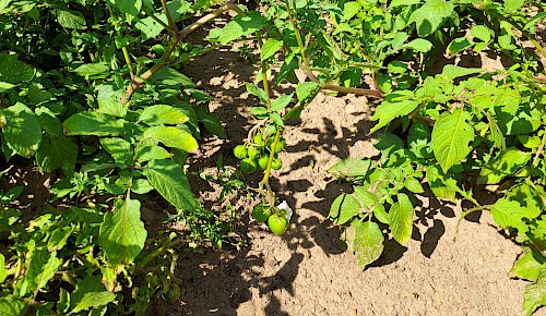 Die Arbeit der Gemüsegruppe trägt erste Früchte - Kartoffelpflanze mit grünen Beeren, den echten, aber giftigen Früchten der Kartoffel.