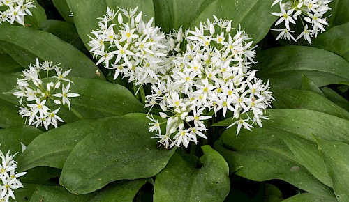 Die nach Knoblauch duftenden Blätter werden in der Küche immer beliebter. Der Bärlauch gedeiht auch in den Wäldern nördlich von Hondelage. Mit der Blüte endet die Erntezeit des Bärlauchs.   Foto: Michael Theess