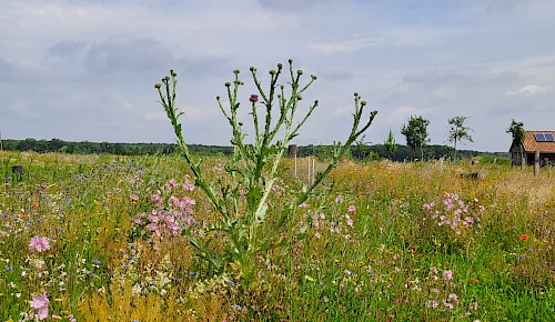 Nicht nur das Gemüse gedeiht am Oberkamp prächtig, auch das  "Beikraut" fühlt sich wohl.   Foto: Ulrich Heidemann