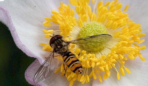 Ein Mänchen der Hainschwebfliege auf der Blüte einer Japananemone. Hainschwebfliegen sind eifrige Blütenbesucher in unseren Gärten. Die Larven ernähren sich von Blattläusen und sind damit nützliche Schädlingsbekämpfer. Foto: Michael Theess