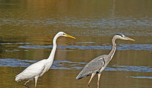 Ein Silberreiher und ein Graureiher suchen nach Beute im abgelassenen Kreuzteich von Riddagshausen.  Foto:Michael Theess