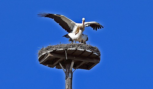 Das Storchenpaar in Dibbesdorf hat wieder das Nest bezogen und die Aktivitäten für Nestbau und Nachwuchs aufgenommen. Foto: Gerd Hoppe