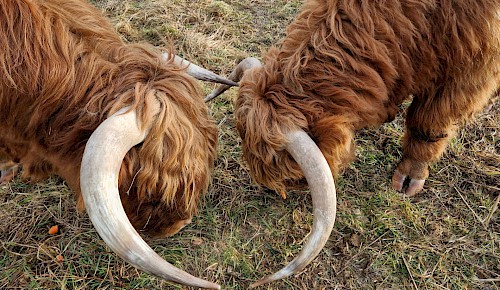 Friedliche Rangelei unter den Bullen der Schottischen Hochlandrinder   Foto: Renate Koch