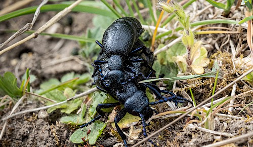 Im Mai haben die Ölkäfer Hochsaison. Sie leben auf sonnigen, trockenen Hängen mit blühenden Pflanzen. Nach der Paarung legt das Weibchen über 3000 Eier in den Erdboden. Die Larven leben parasitisch in Wildbienennestern. Die Käfer und ihr Sekret sind giftig.  Foto: Michael Theess