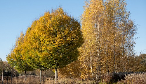 In wunderschönen Herbstfarben leuchten jetzt die Hainbuchen und Birken in der Schunterniederung.  Foto: Michael Theess