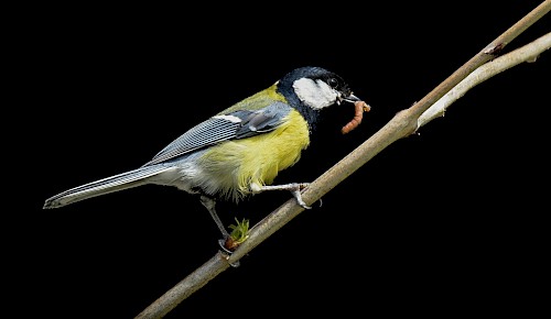 Nach einer zweiwöchigen Brutzeit sind die Küken der Kohlmeise geschlüft. Beide Eltern füttern nun die Jungen für etwa 20 Tage. Etliche tausend Insekten und deren Larven werden dabei von den Jungvögeln vertilgt.