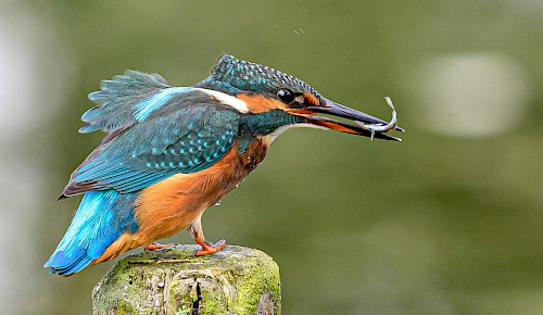 Der farbenprächtige Eisvogel jagt trotz der Kälte in sauberen Gewässern. Er ist auch bei uns in der Schunteraue zu beobachten.
Foto: Jürgen Eickmann