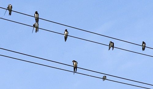 Rauchschwalben, bereit für den Flug in den Süden