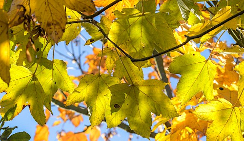 Die Farben des Herbstes