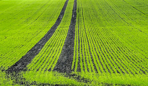 Das Wintergetreide ist aufgelaufen und leuchtet in hellgrüner Farbe in der Herbstsonne