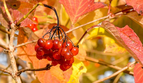In gelb-roten Farbtönen leuchten die Blätter und Früchte vom Gewöhnlichen Schneeball in der Herbstsonne