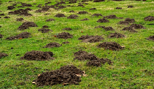 Der Maulwurf hält weder Winterschlaf noch Winterruhe. An milden Wintertagen ist er besonders aktiv. Er baut seinen Bau bis zu einer Tiefe von 1m aus.