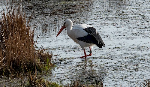 Ein Weißstorch auf der Suche nach den derzeitig reichlich vorhandenen Amphibien.