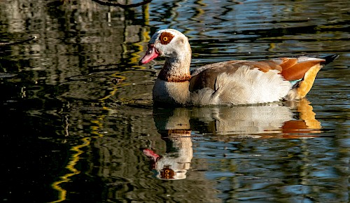 Die nicht zur heimischen Vogelwelt gehörende Nilgans ist seit einigen Jahren auch in der Schunteraue zu beobachten. Ihr natürlicher Lebensraum liegt, wie der Name schon sagt, in Afrika entlang des Nils.