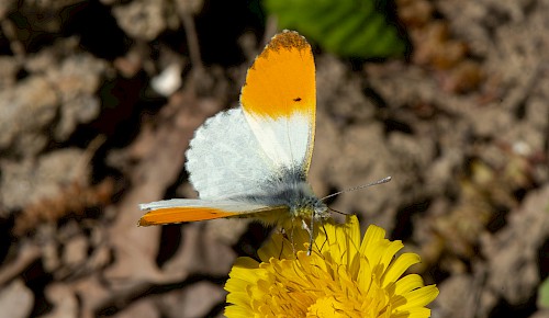 Ein Männchen des Aurorafalters auf einer Löwenzahnblüte.