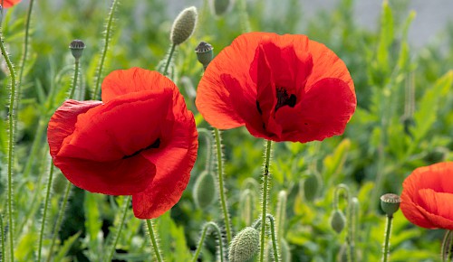 Rote Farbakzente setzen an den Feldrändern die Blüten des Klatschmohnes.