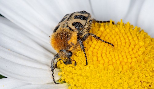 Ein Gebänderter Pinselkäfer auf einer Margerite im alten Pfarrgarten.