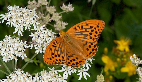 Der Kaisermantel ist der größte heimische Perlmutterfalter. Er fliegt im Hochsommer an sonnigen Waldrändern und -wegen auch in den Hondelager Wäldern.