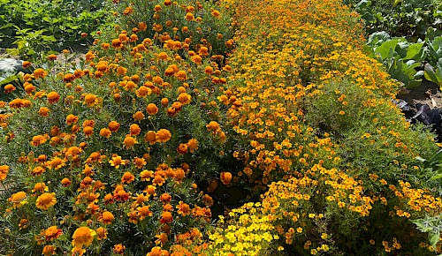 Gelborange leuchten die Studentenblumen in den Beetanlagen der Gartengruppe am Oberkamp.