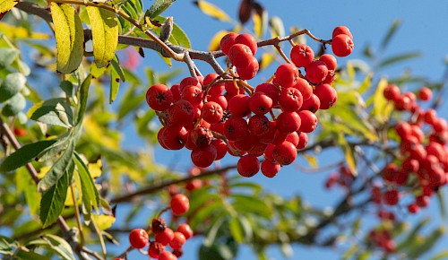 Hellrot leuchten die Früchte der Eberesche im Spätsommer. Die Vogelbeeren sind eine wichtige Futterpflanze für Tiere, insbesondere für die Singdrossel und Rotkehlchen. Die Beeren sind essbar.