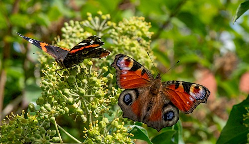 Im Spätsommer ist der blühende Efeu ein wahrer Insektenmagnet. Admiral und Tagpfauenauge saugen gern den Nektar der Efeublüten.