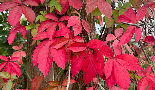 Mit der Laubfärbung und dem Reifen der Eicheln und Kastanien beginnt phänologisch der Vollherbst. Der Wilde Wein beieindruckt mit seiner wunderschönen blutroten Laubfärbung. Seine ursprüngliche Heimat liegt im östlichen Nordamerika.