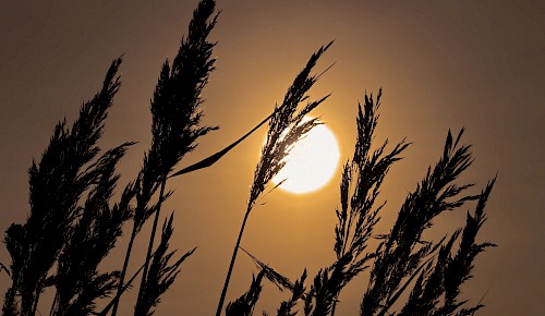 Blütenrispen des Schilfrohres vor der tiefstehenden Wintersonne