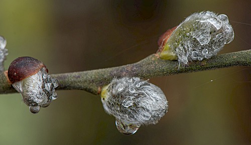 Die Kätzchen der Salweide gehören zum  Vorfrühling wie die Frühblüher Winterling, Krokus und Schneeglöckchen.