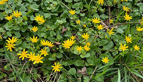 Tausende Blüten des Scharbockskrautes sind derzeit im alten Pfarrgarten anzutreffen. Als Frühjahrspflanze zieht sie sich bereits Ende Mai wieder zurück, die oberirdischen Pflanzenteile verwelken.