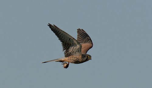 Ein Turmfalke fliegt mit seiner Beute davon.