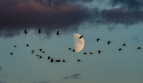 Ein Kranichzug auf dem Flug in die Überwinterungsgebiete
