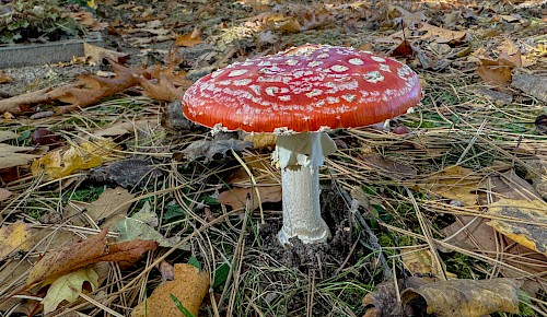 Der Fliegenpilz ist der wohl bekannteste Giftpilz. Er kommt in vielen Sagen und Märchen vor und gilt als Glücksbringer.
