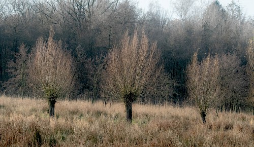 Kopfweiden im Herbst