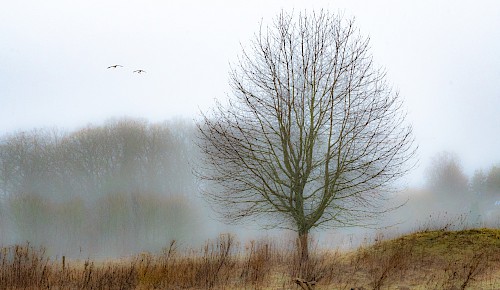 Kalt und nass sind derzeit die grauen Wintertage. Nebel und Hochnebel behindern die Sicht und geben der Sonne keine Chance.