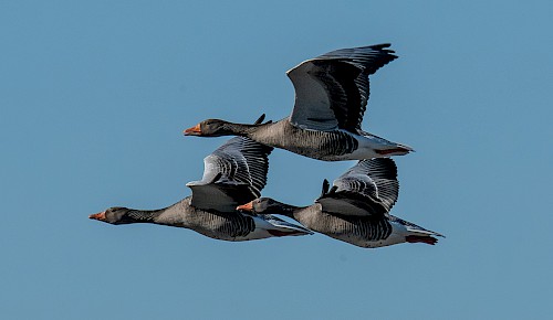 Graugänse im Formationsflug über den Schunterauen. Graugänse sind die wilden Vorfahren der domestizierten Hausgans.