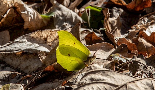 Vorfrühling: Ein Zitronenfalter ist durch die ersten warmen Sonnenstrahlen aus der Winterruhe erwacht