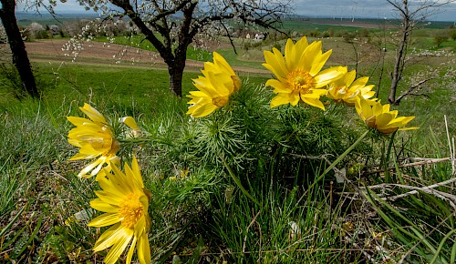 Bereits im April bildet das Frühlings-Adonisröschen seine großen gelben Blüten aus. Diese Art ist in Mitteleuropa stark gefährdet und steht unter Naturschutz. An den Hängen einiger Trockenrasengebiete im Harzvorland ist sie aber noch zu finden.