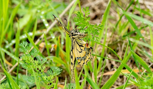 Ein Schwalbenschwanz bei der Eiablage auf den Blättern der Wilden Möhre.
