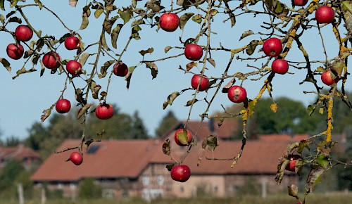 Die Äpfel auf den Streuobstwiesen sind erntereif!