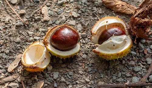 Die glänzenden Früchte der Rosskastanie kennt jedes Kind. Die Blätter der Kastanien leiden stark unter der Miniermotte. Viele Kastanien verlieren daher bereits in den Sommermonaten ihre Blätter.